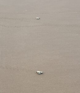 Olive Ridley Turtles making their way to the shore. 