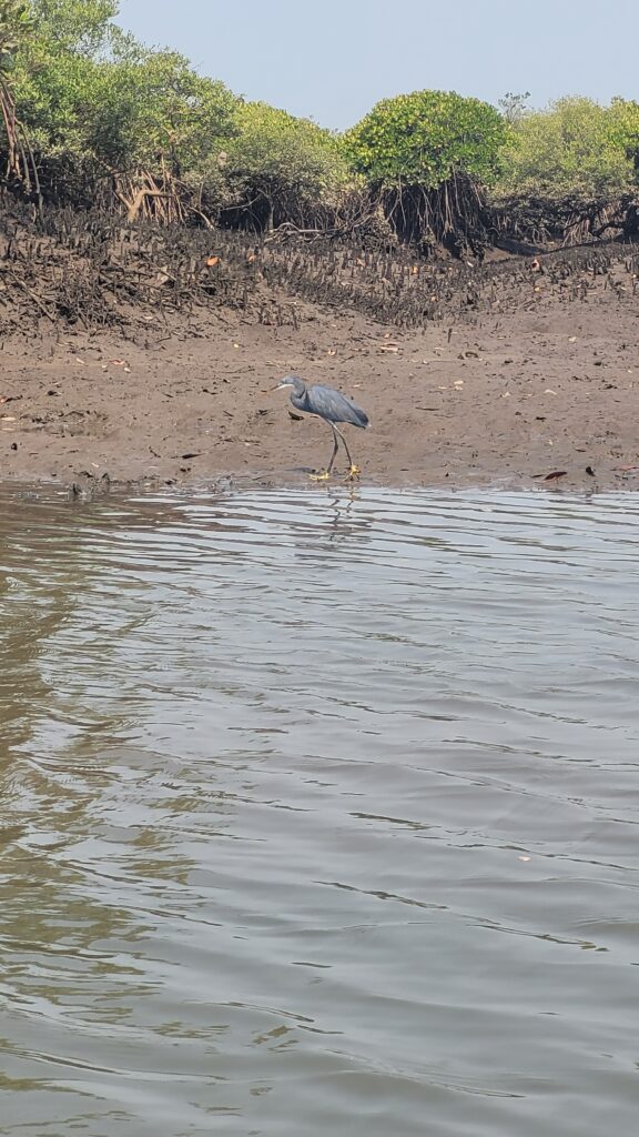 Kalinje mangrove boat tour. 