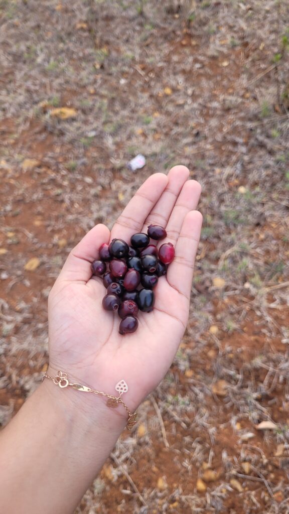 Local berries at Purushwadi