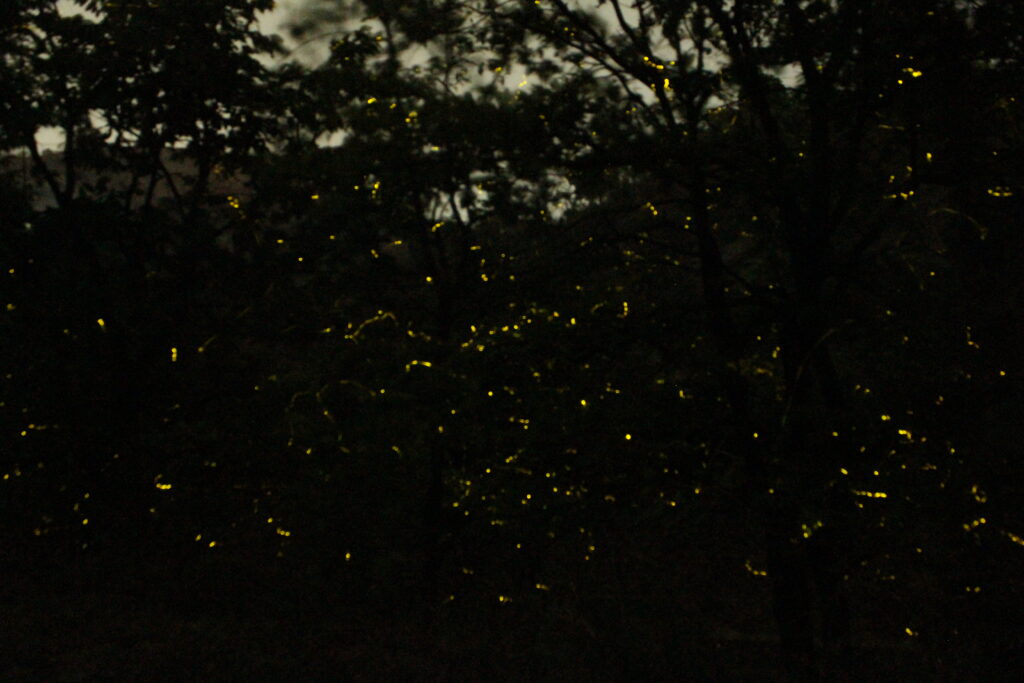 Fireflies at Purushwadi